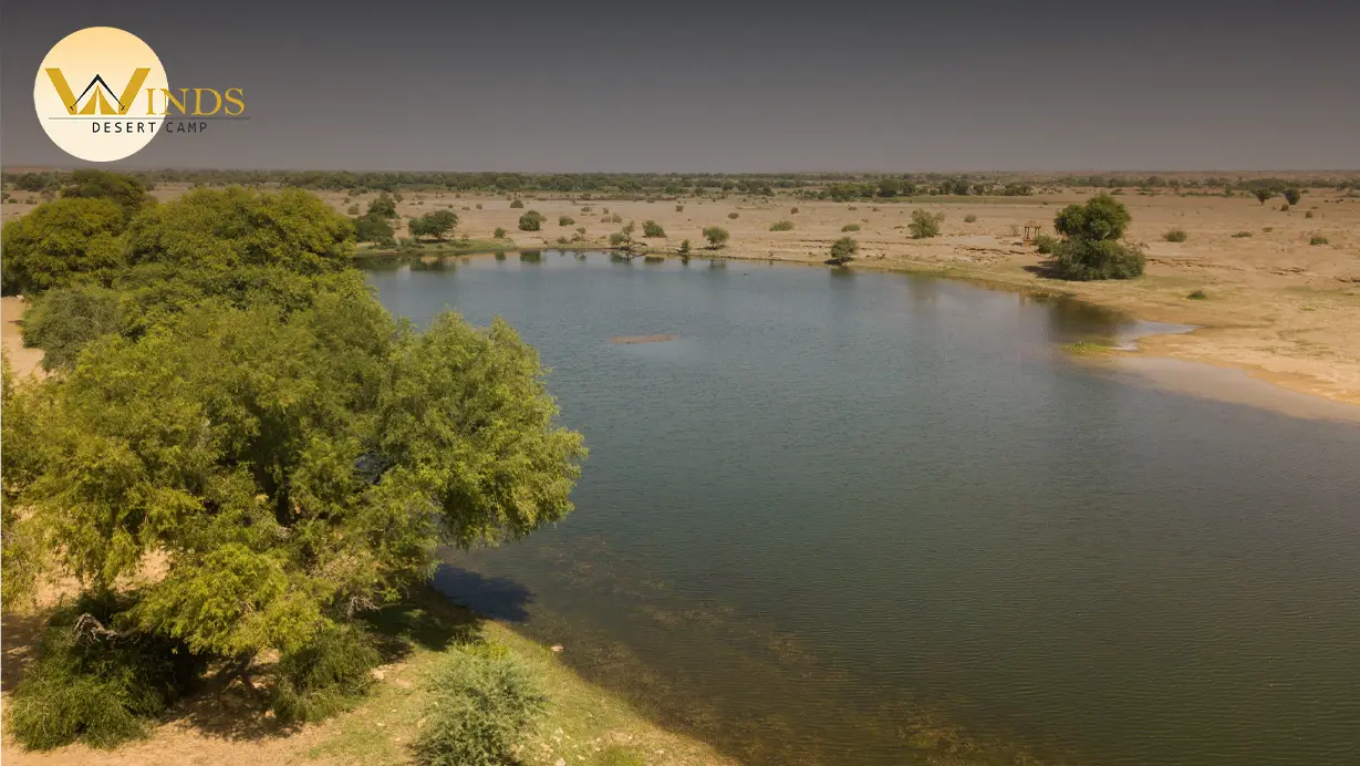 Desert National Park Jaisalmer A Complete Travel Guide